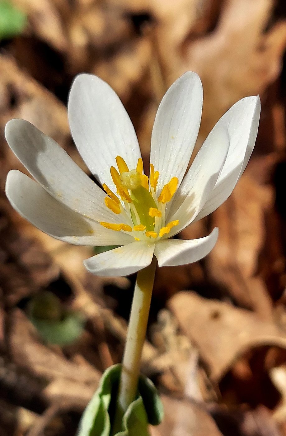 Bloodroot, Sanguinaria canadensis, Missouri, US, 2026-03-28