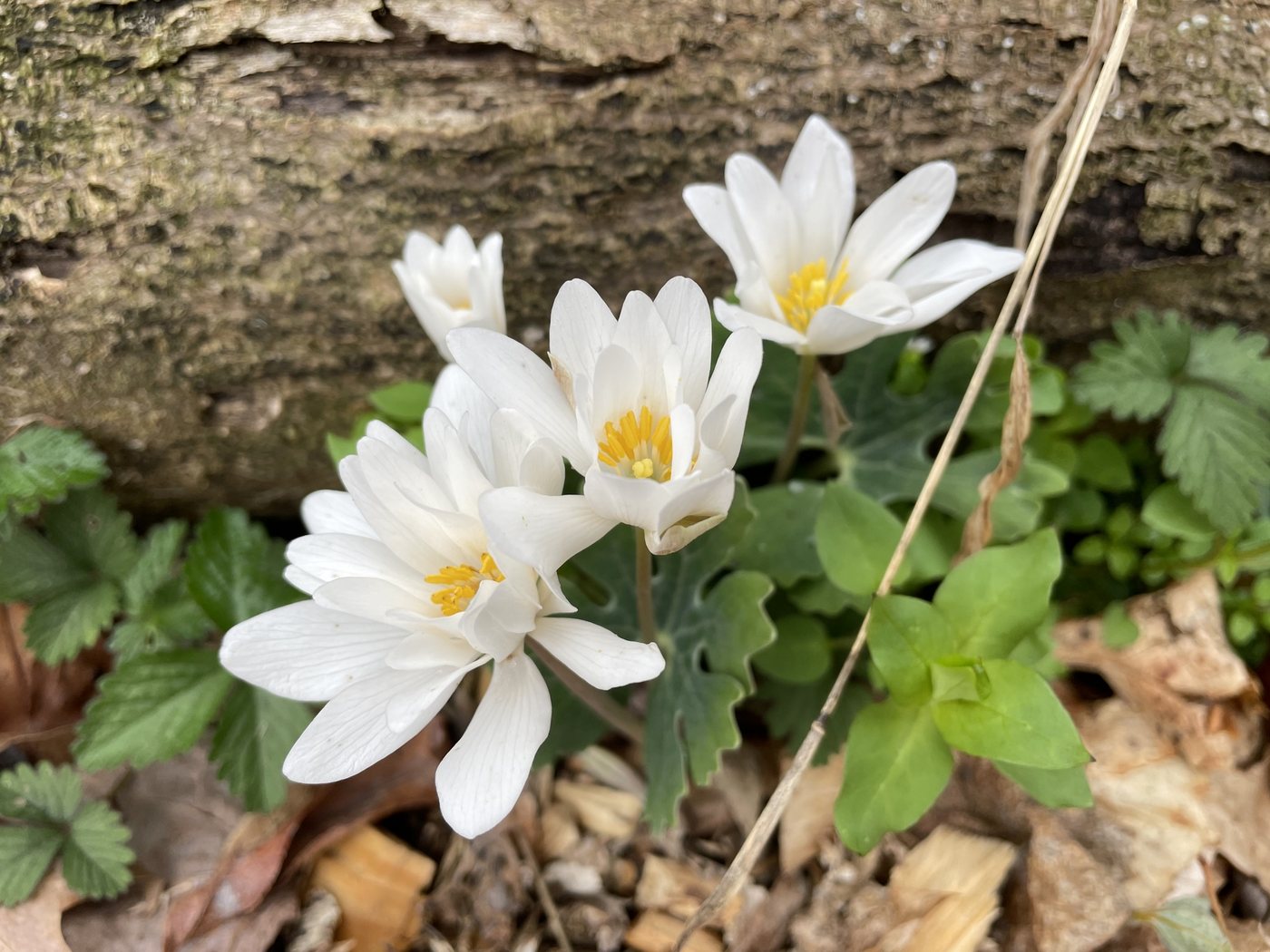 Bloodroot, Sanguinaria canadensis, Washington, VA, US, 2021-03-25