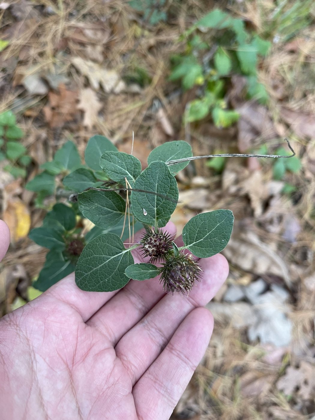 Common burdock, Arctium minus, Columbia County, WI, US, 2023-10-21
