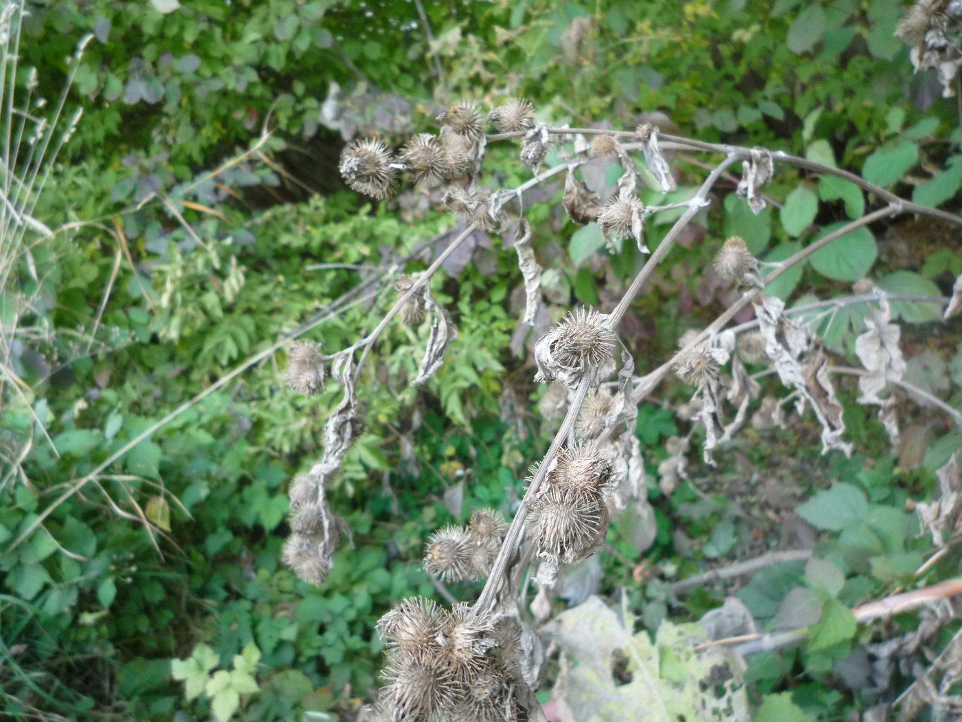 Common burdock, Arctium minus, Казатин, Винницкая область, Украина, 2021-10-09