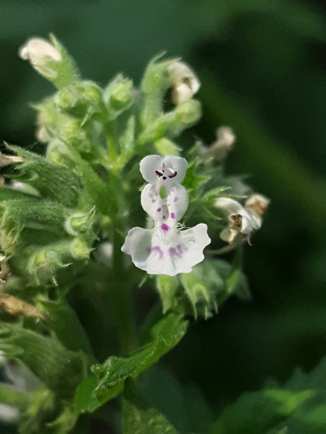 Catmint, Nepeta cataria, Richland County, WI, US, 2021-07-06