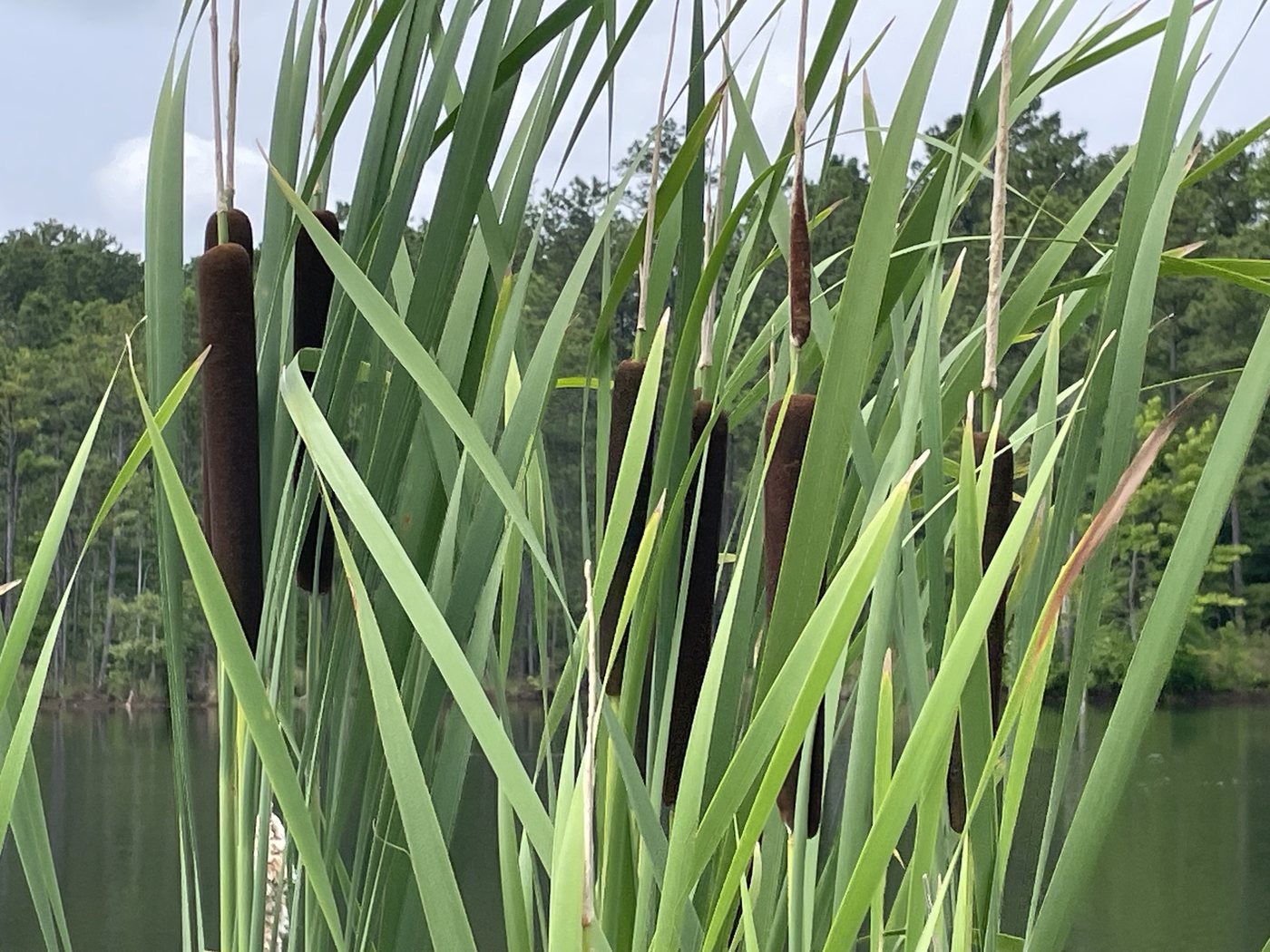 Cattail, Typha latifolia, Lilesville, NC, US, 2023-06-19