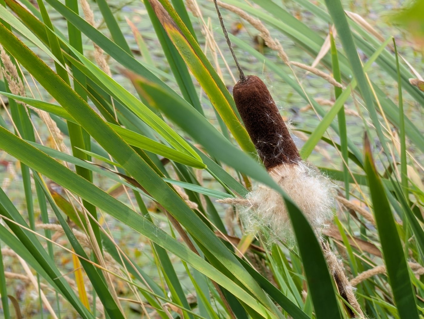 Cattail, Typha latifolia, DuPont, WA, US, 2026-09-04