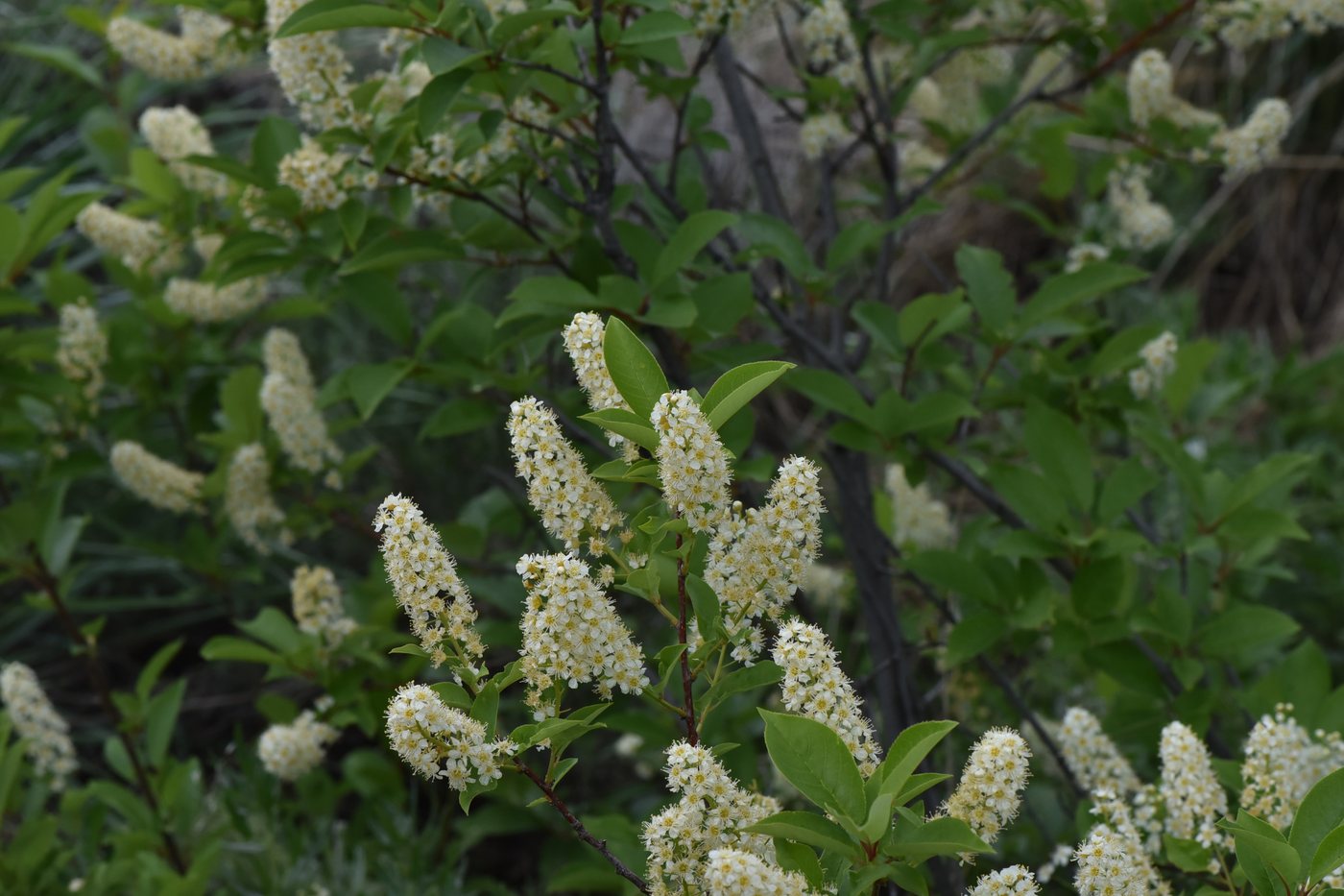 Chokecherry, Prunus virginiana, Okanagan-Similkameen, BC, Canada, 2023-05-21