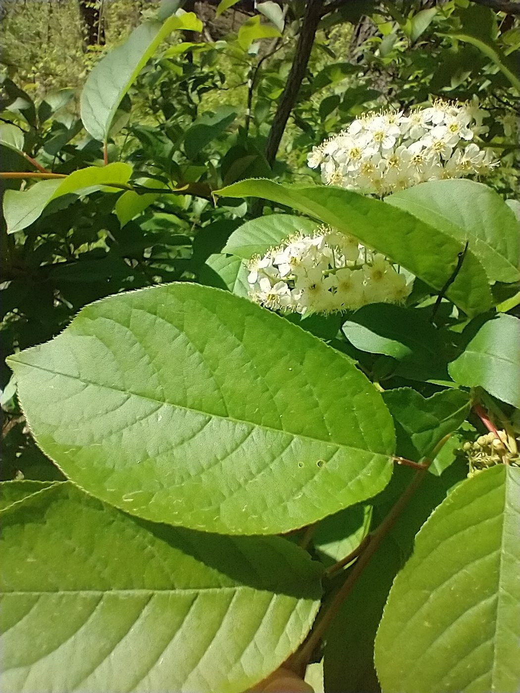 Chokecherry, Prunus virginiana, Hennepin County, US-MN, US, 2026-05-12