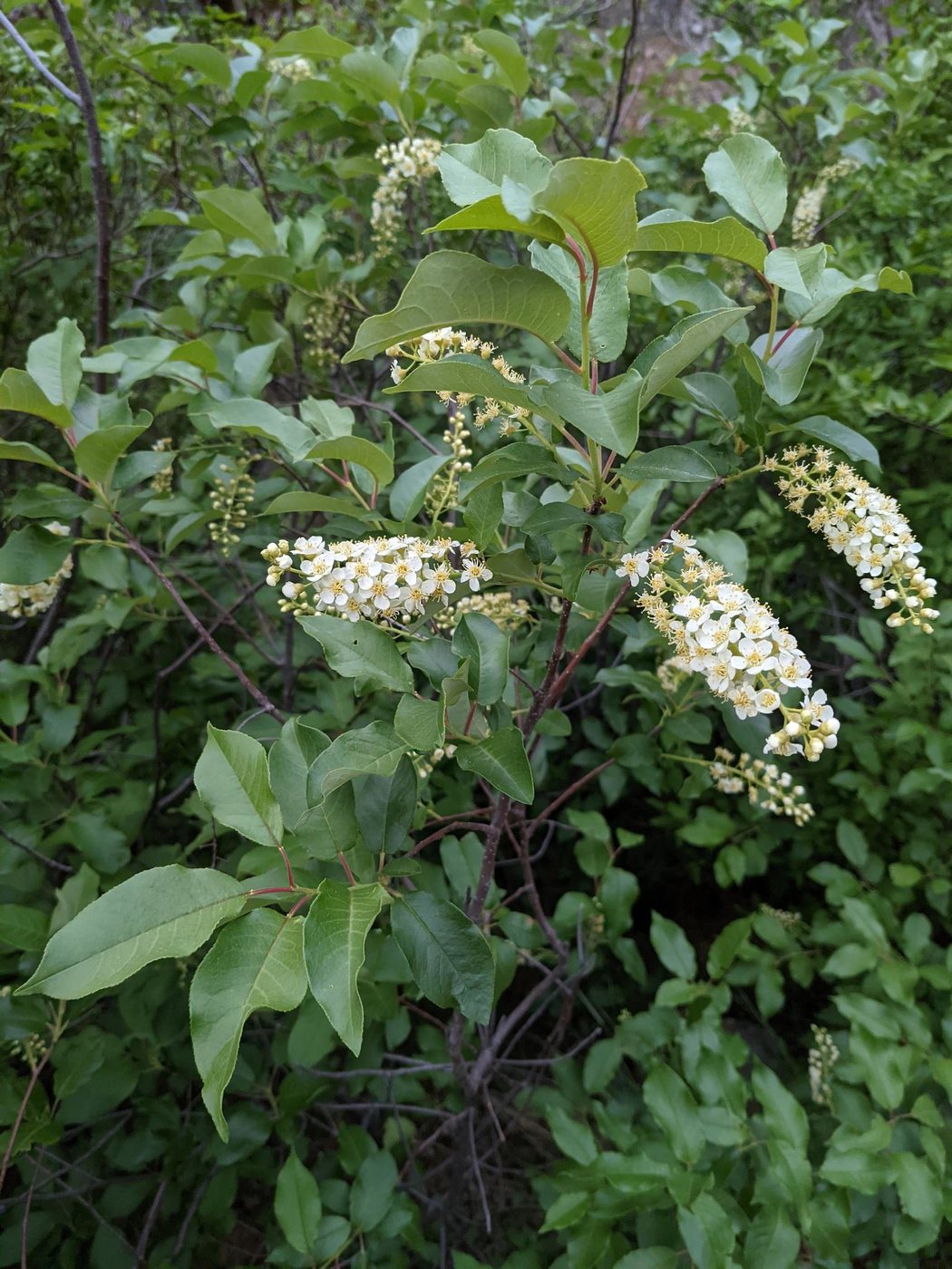 Chokecherry, Prunus virginiana, Siskiyou, California, US, 2021-05-02