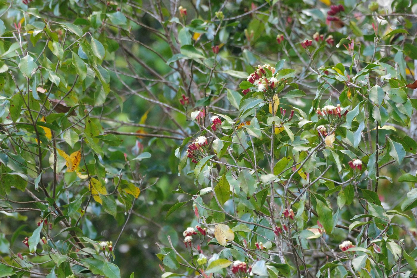 The clove tree, Syzygium aromaticum, Klungkung Regency, Bali, Indonesia, 2024-09-27