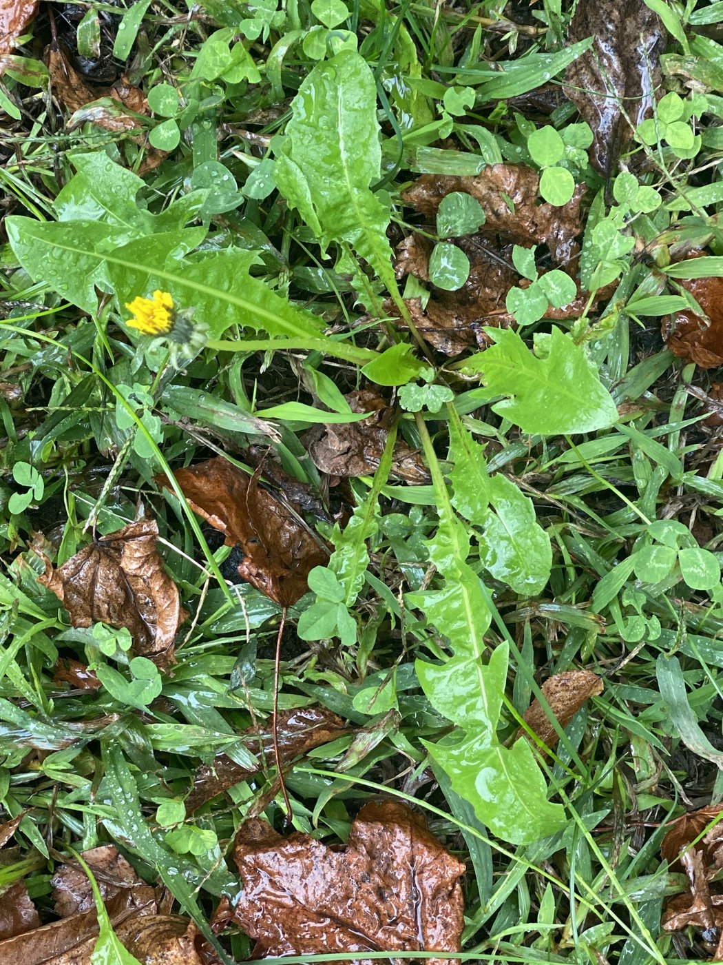 Dandelion, Taraxacum officinale, Teaneck, NJ, US, 2020-11-01