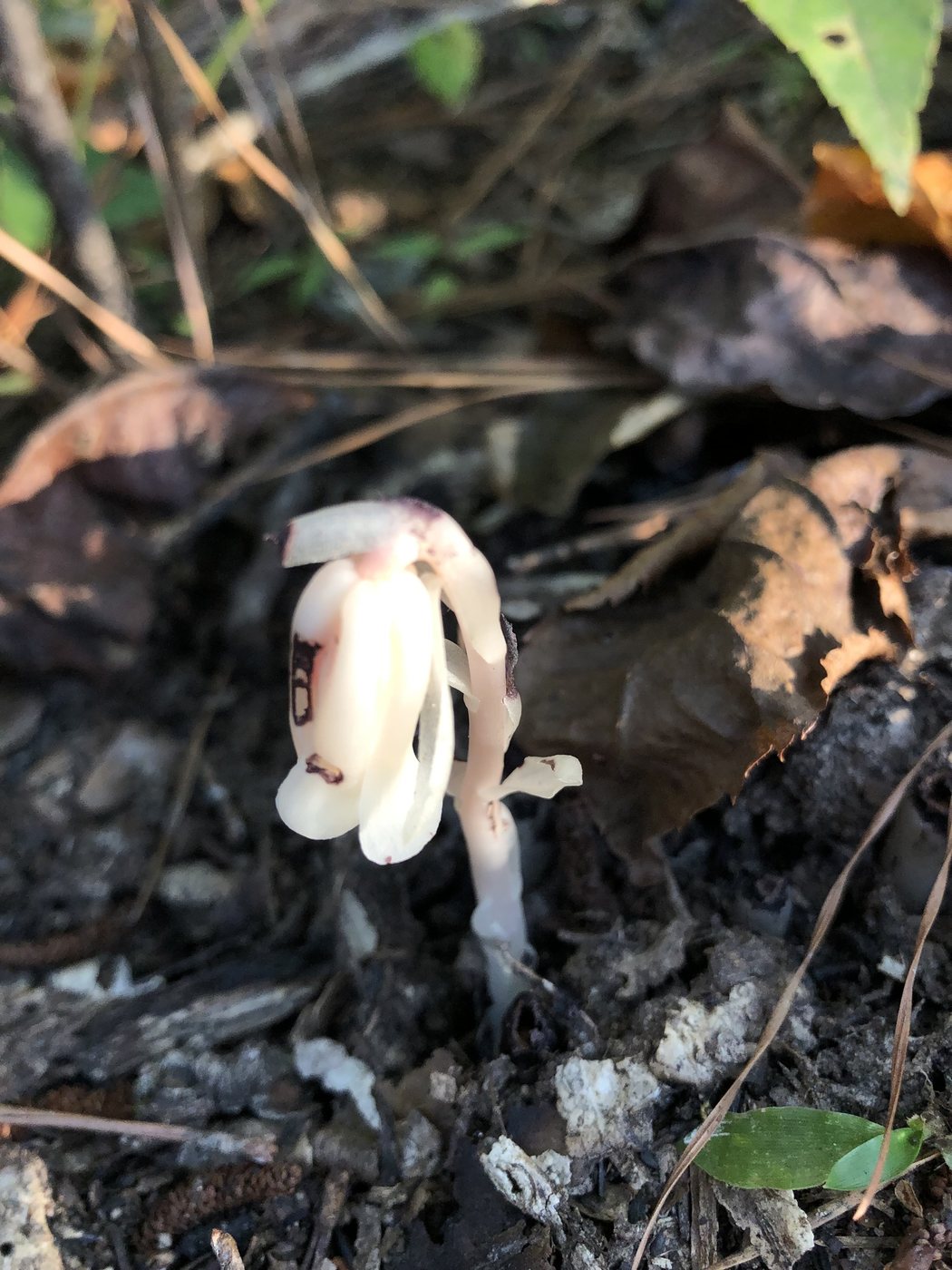 Ghost pipe, Monotropa uniflora, Louisville, MS, US, 2022-10-10