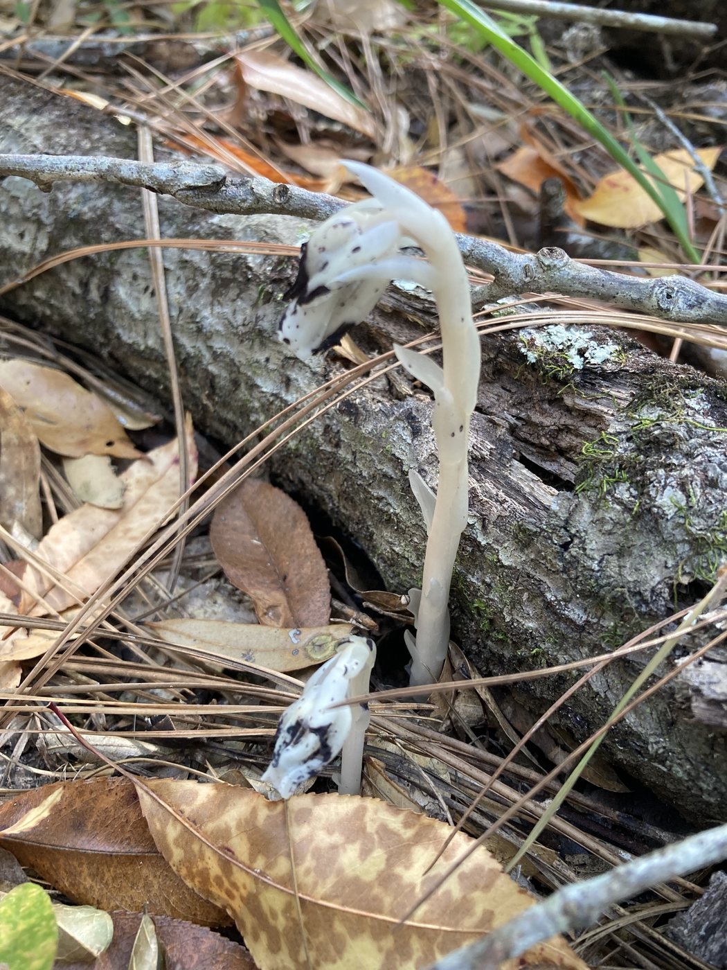 Ghost pipe, Monotropa uniflora, Florida, US, 2025-11-15
