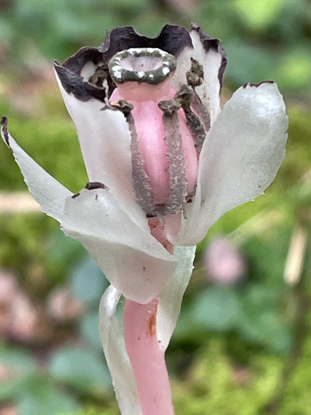 Ghost pipe, Monotropa uniflora, Essex County, VT, US, 2021-09-01