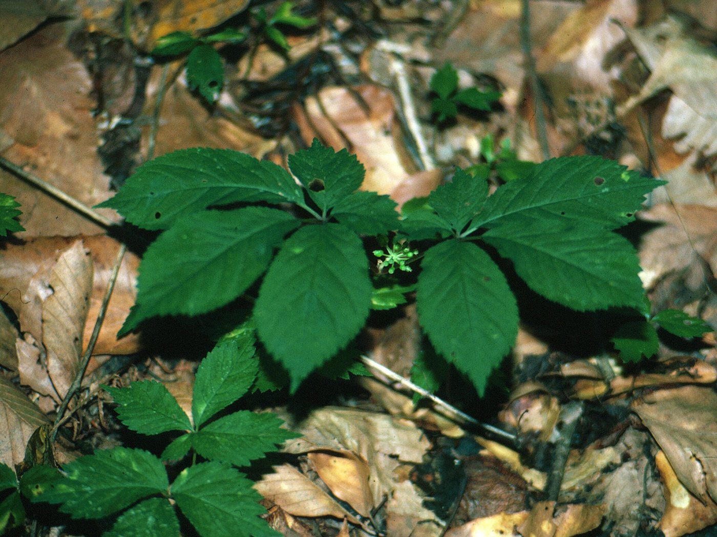 American ginseng in Mississippi, photographed for the U.S. Department of Agriculture