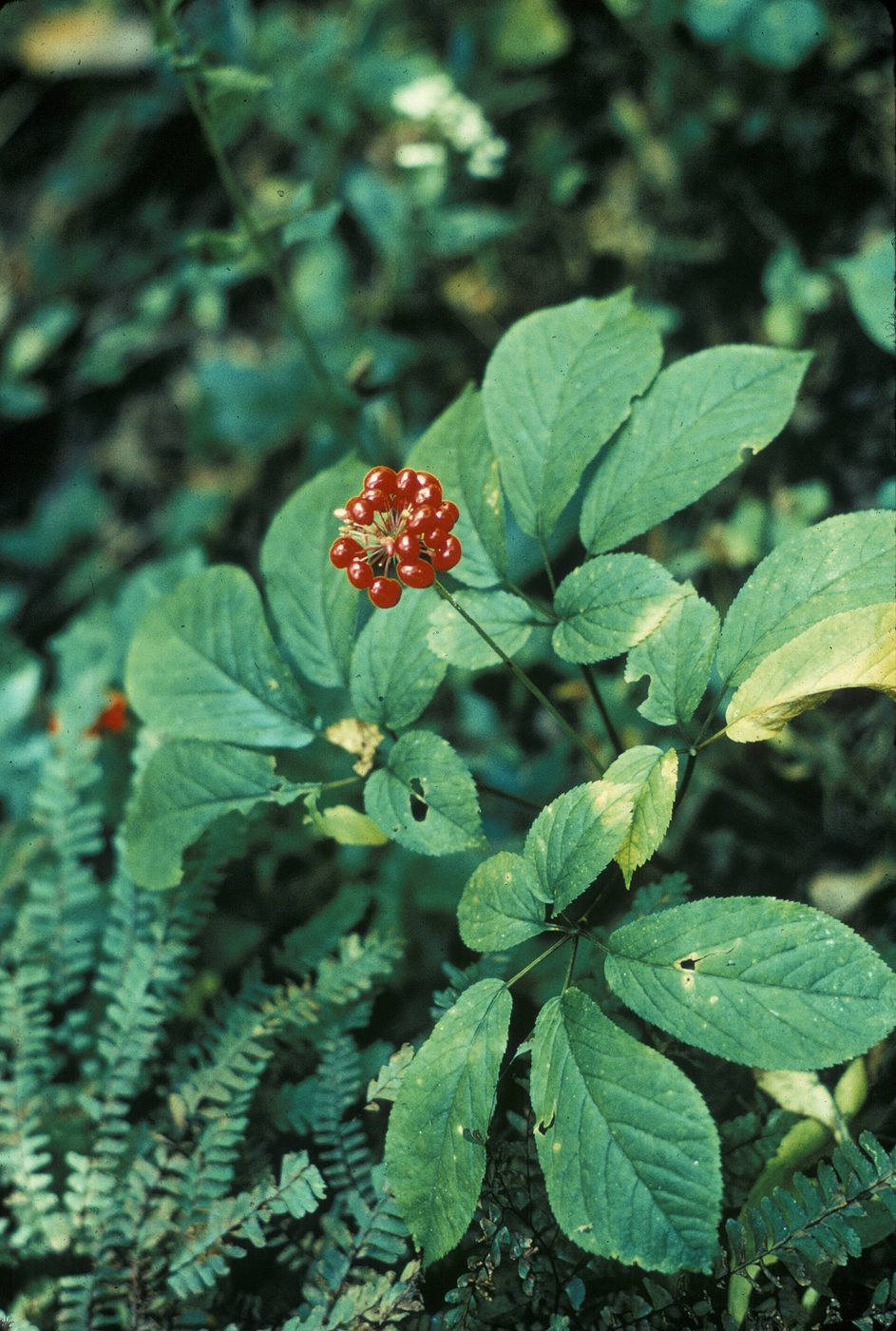 American ginseng, photographed for the U.S. Fish and Wildlife Service
