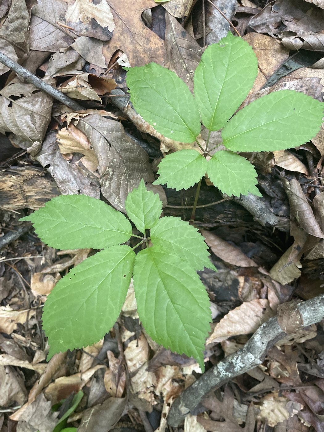 American ginseng, Panax quinquefolius, North Carolina, US, 2025-05-16