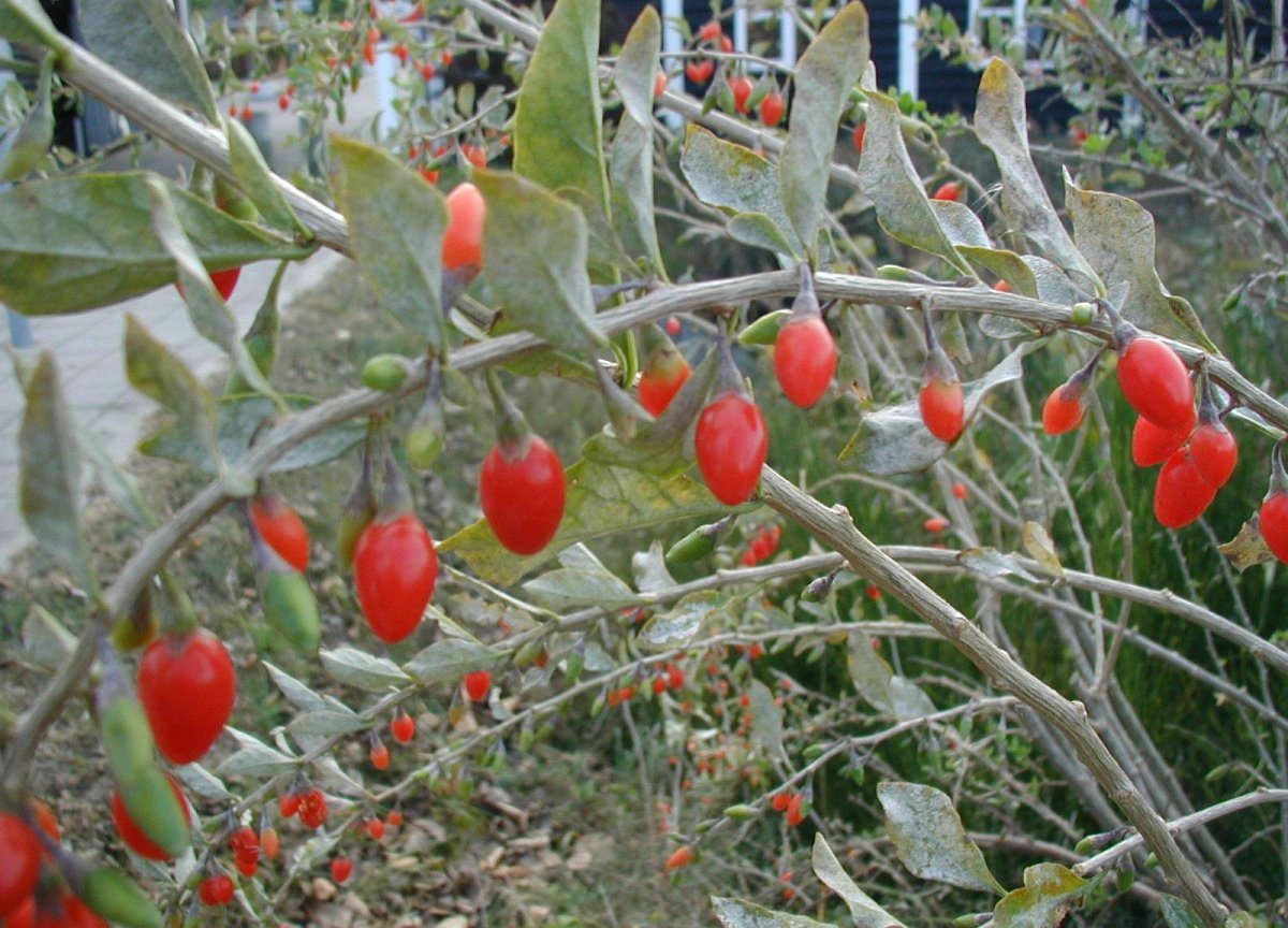 Fruits of Lycium barbarum on a shrub run wild on the east coast of Jutland, Denmark