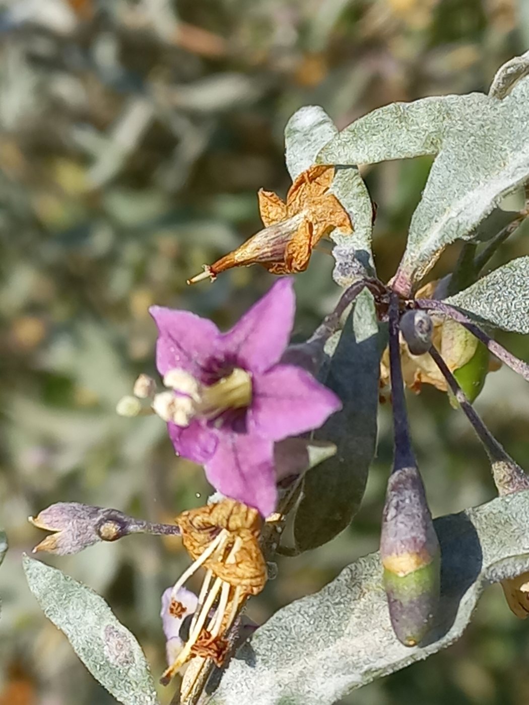 Goji, Lycium barbarum, Friedrichswerder, Germany, 2022-09-30