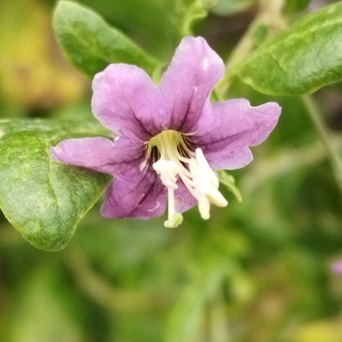 Goji, Lycium barbarum, Dobri dol, Bulgaria, 2025-10-11