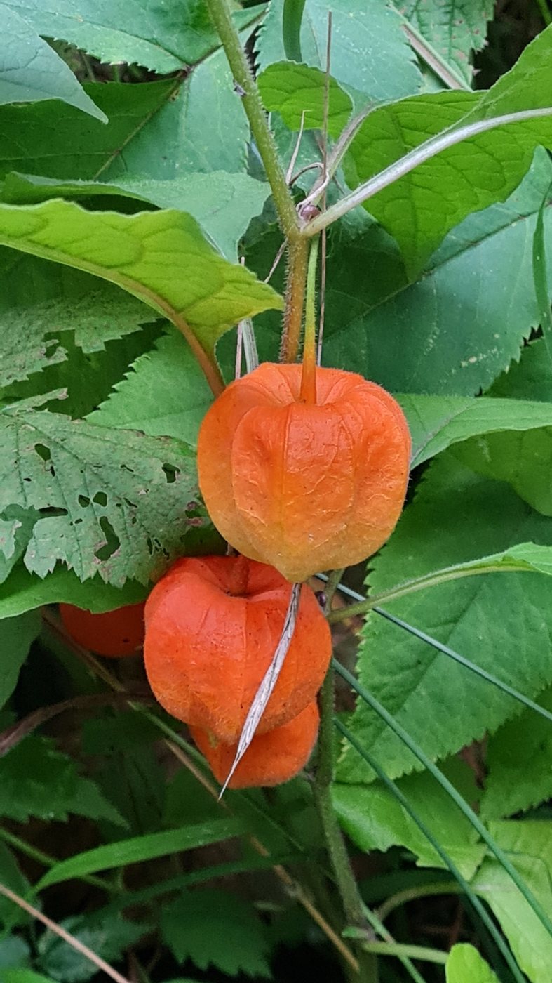 Winter cherry, Physalis alkekengi, Kufstein, Österreich, 2024-09-10