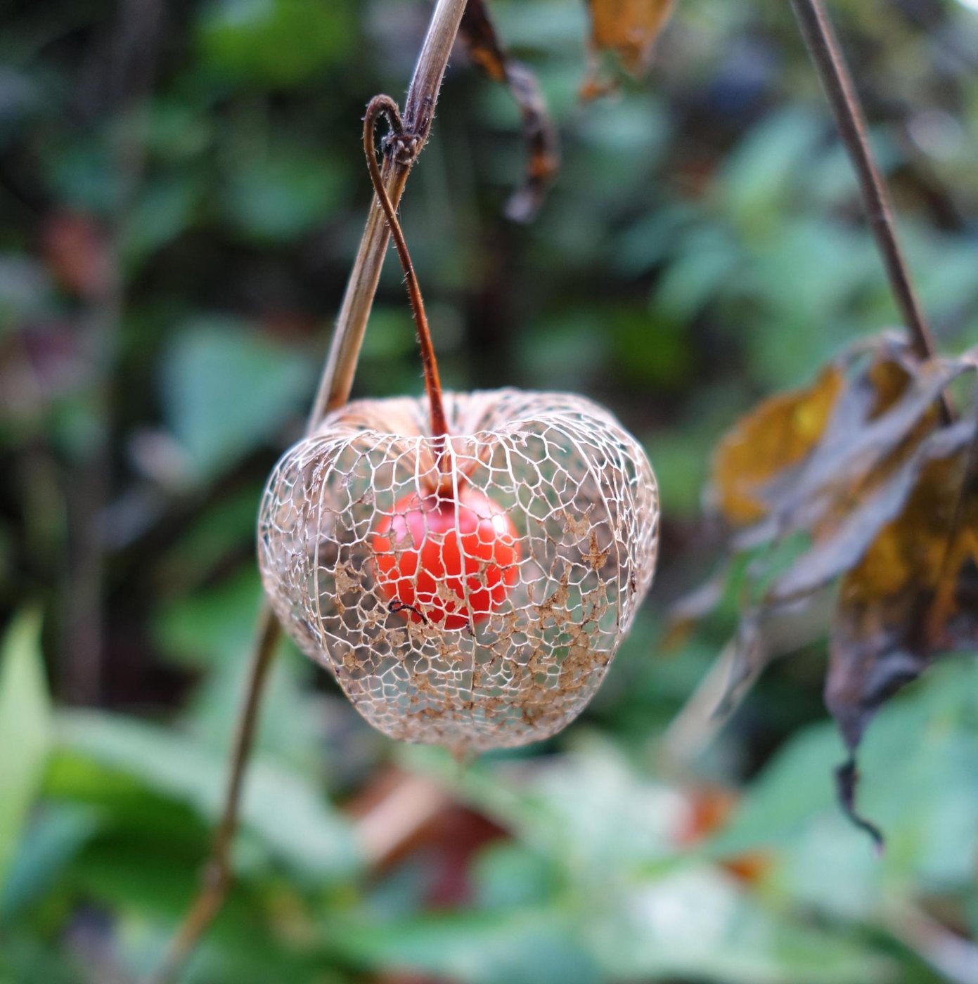Winter cherry, Physalis alkekengi, Höxter, Nordrhein-Westfalen, Germany, 2019-10-13