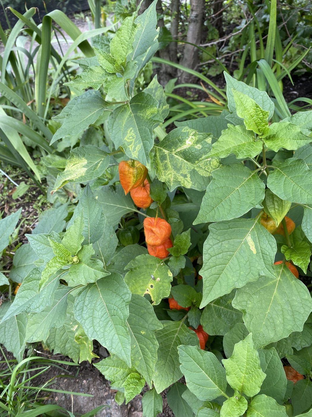 Winter cherry, Physalis alkekengi, Helsinki, Uusimaa, FI, 2021-08-24