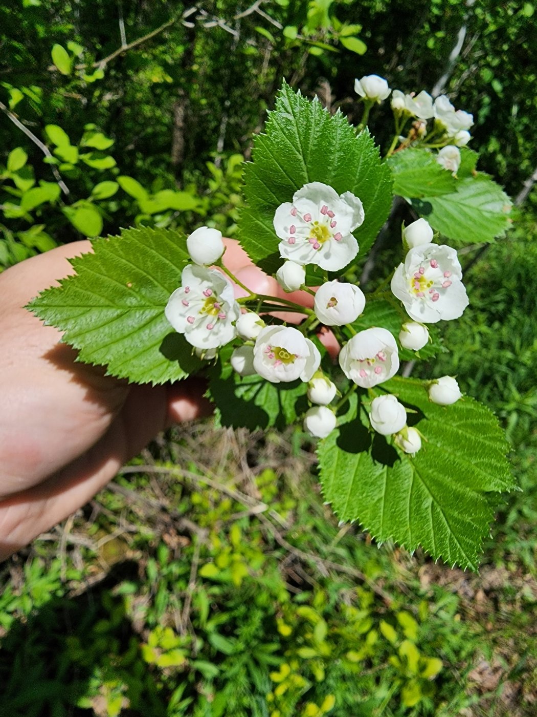 Hawthorn, Crataegus, North Hero, Vermont, US, 2023-05-22