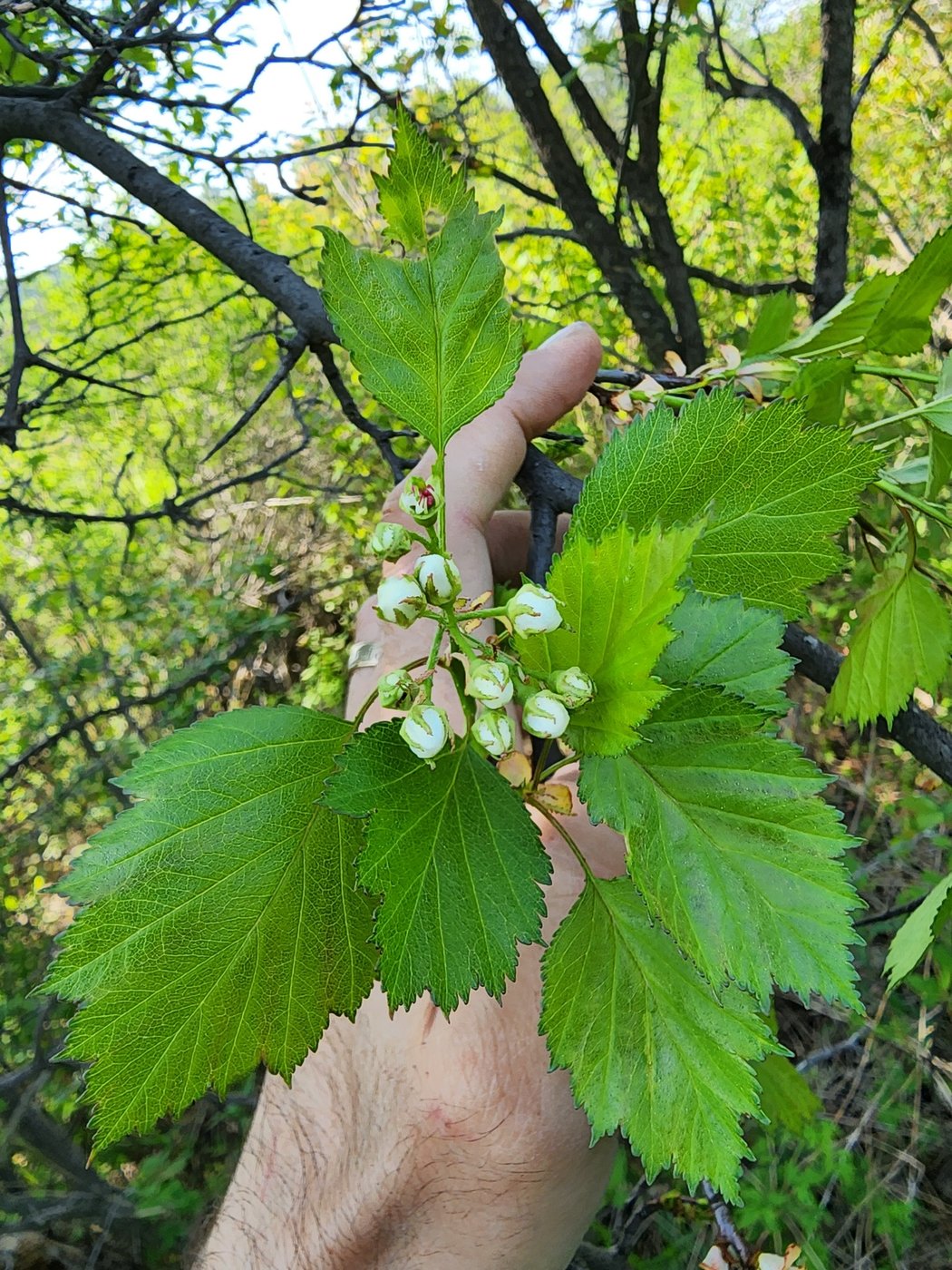 Hawthorn, Crataegus, Marshfield, VT, US, 2023-05-23