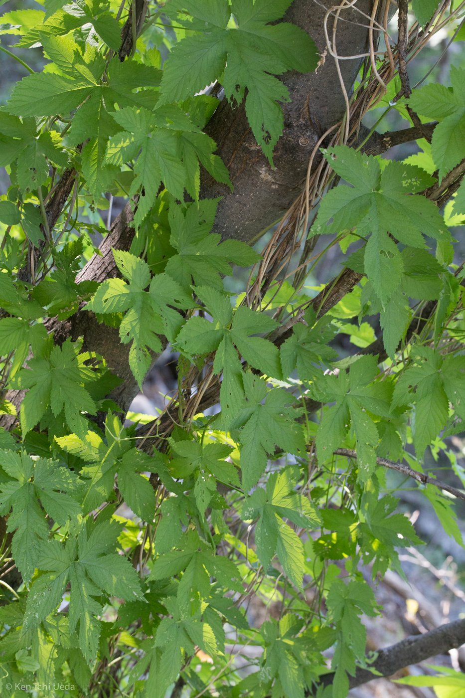 Hop, Humulus lupulus, Santa Cruz County, AZ, US, 2019-06-23