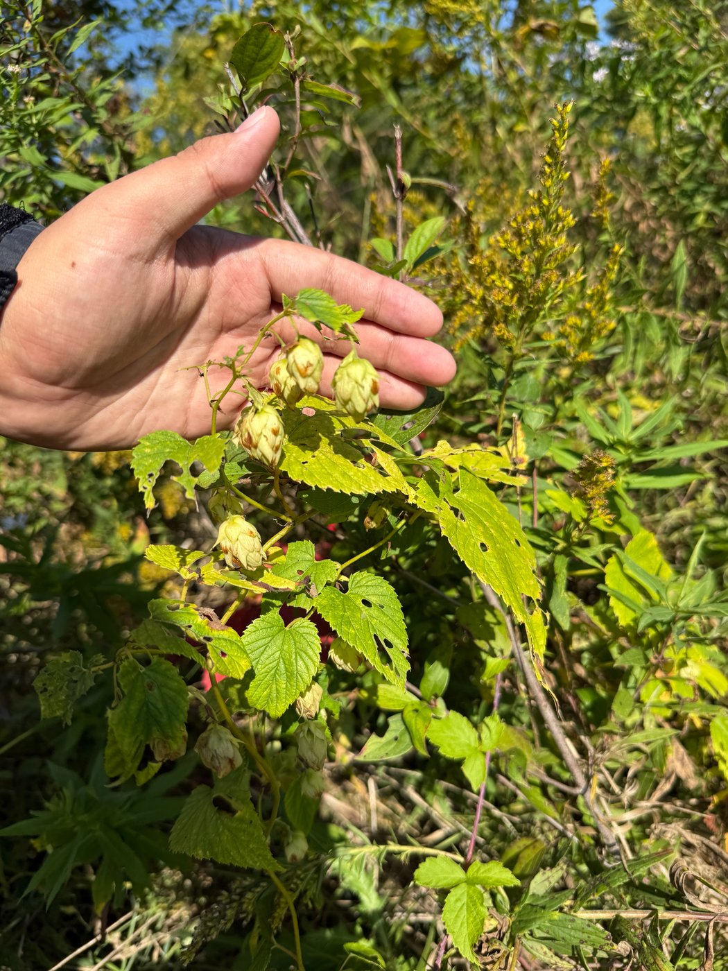 Hop, Humulus lupulus, Jefferson County, WI, US, 2025-09-26