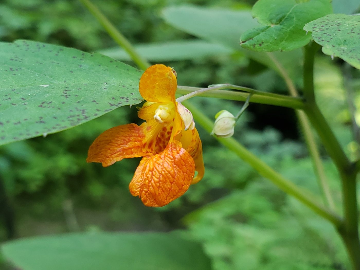 Jewelweed, Impatiens capensis, Ridgefield, WA, US, 2023-07-21