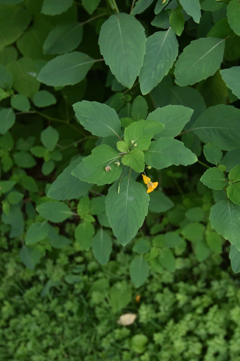 Jewelweed, Impatiens capensis, Plymouth, MA, US, 2025-07-28