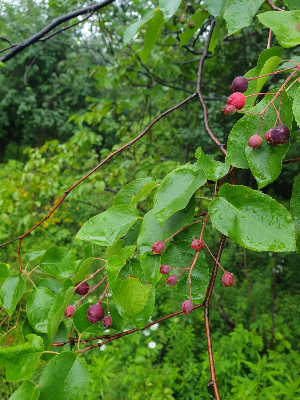Juneberry, Amelanchier arborea, Longueuil, QC, CA, 2023-06-29