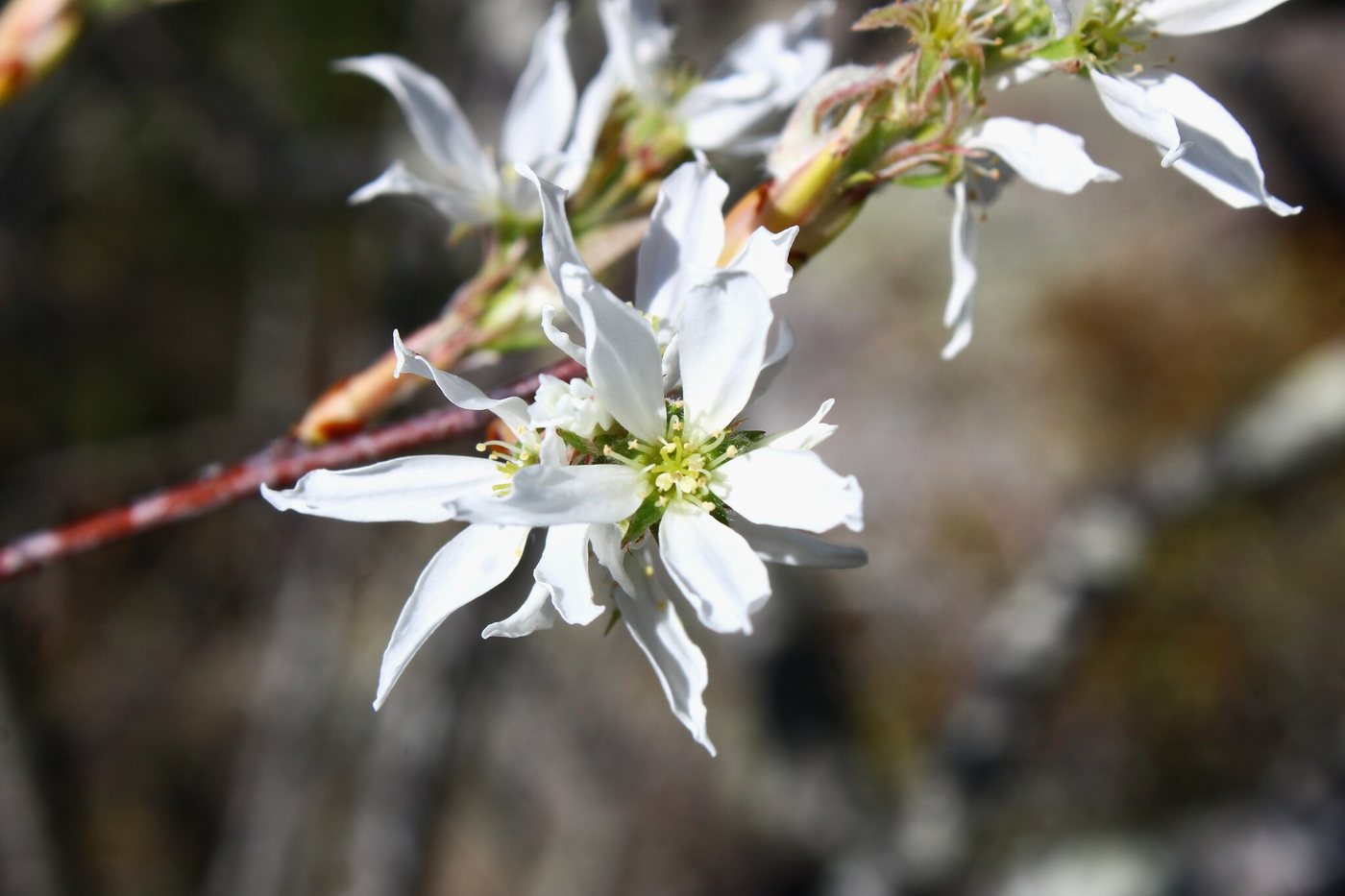 Juneberry, Amelanchier arborea, Saline County, IL, US, 2025-10-11