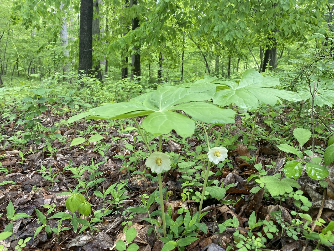Mayapple, Podophyllum peltatum, Marriottsville, MD, US, 2021-05-08