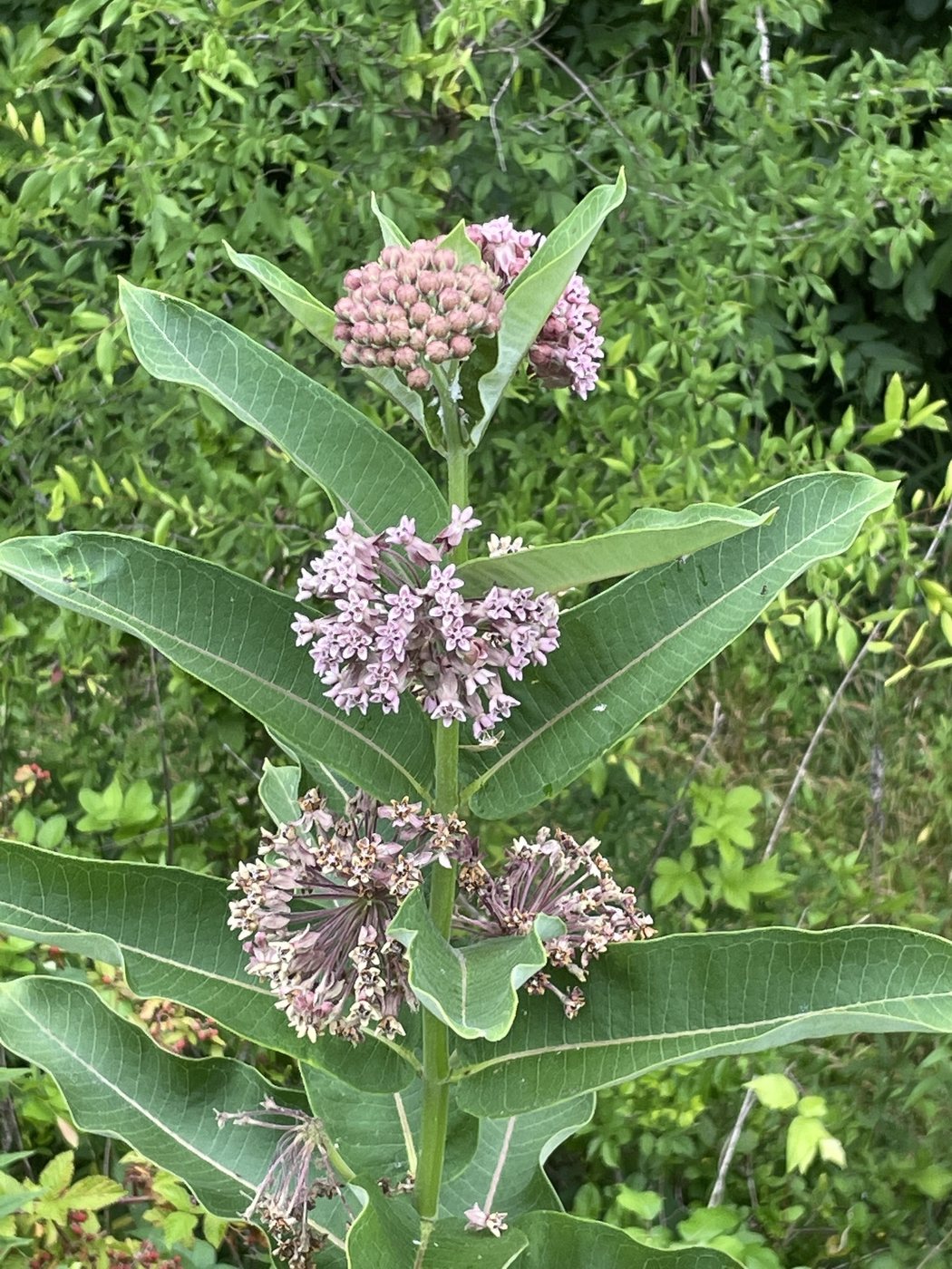 Common milkweed, Asclepias syriaca, Polkton, NC, US, 2022-06-11