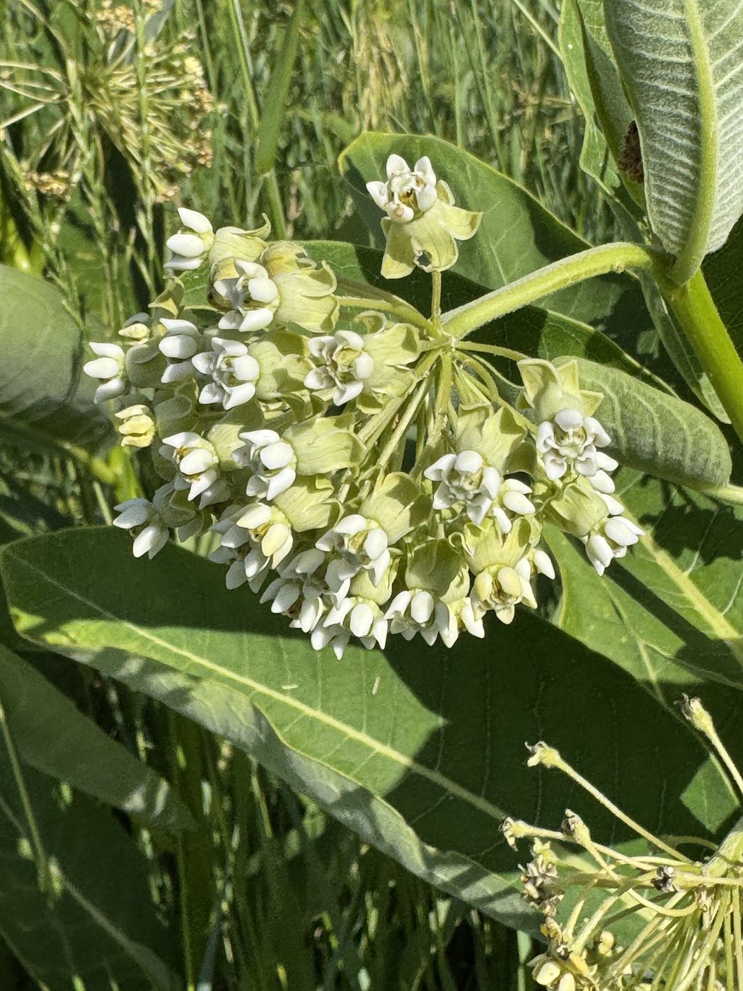 Common milkweed, Asclepias syriaca, Neptune, NJ, US, 2026-06-19