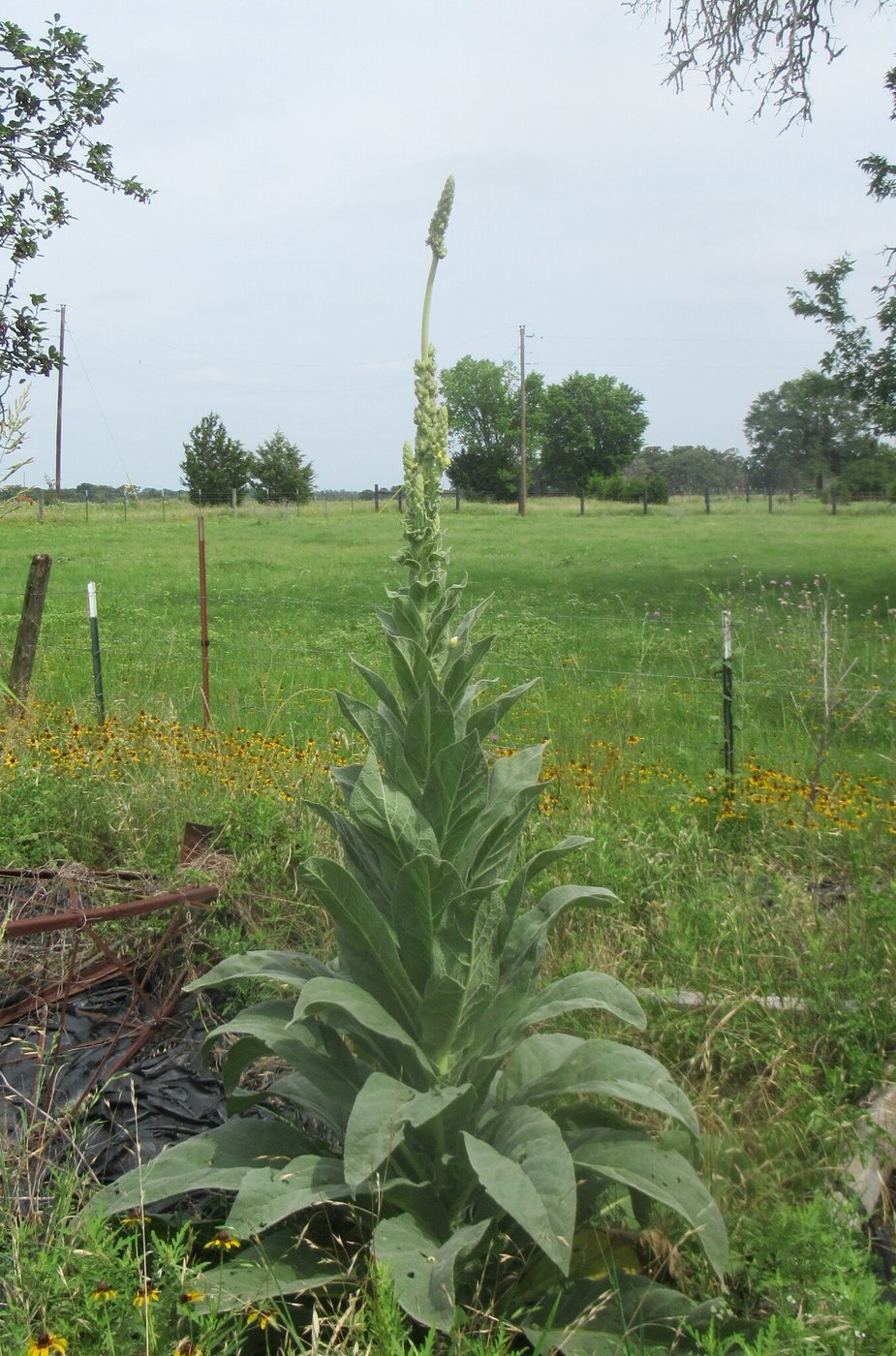 Mullein, Verbascum thapsus, Lee County, TX, US, 2025-05-30