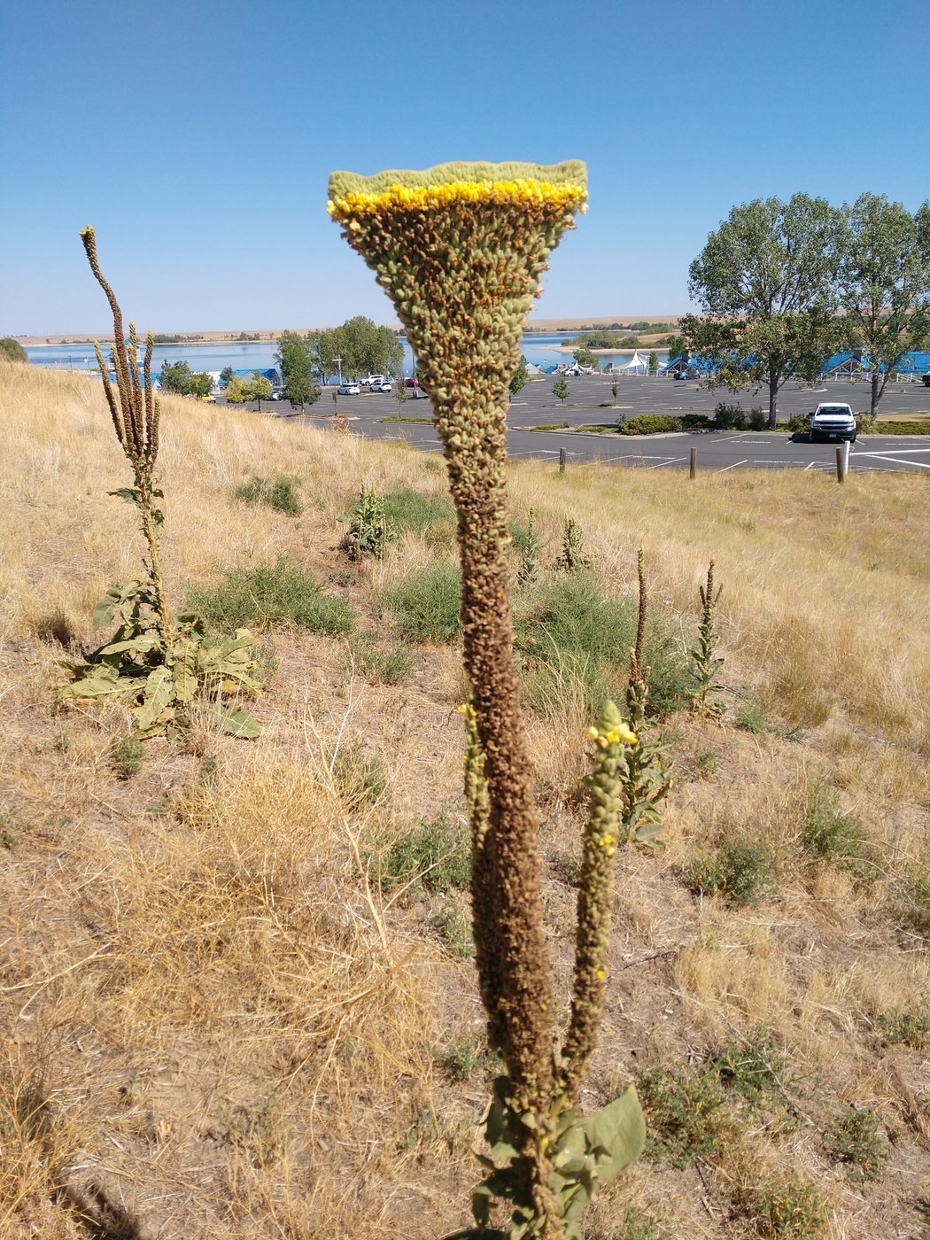 Mullein, Verbascum thapsus, Aurora, CO, US, 2020-09-01