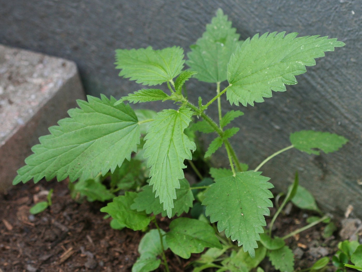Nettle, Urtica dioica, Onondaga County, NY, US, 2011-06-18