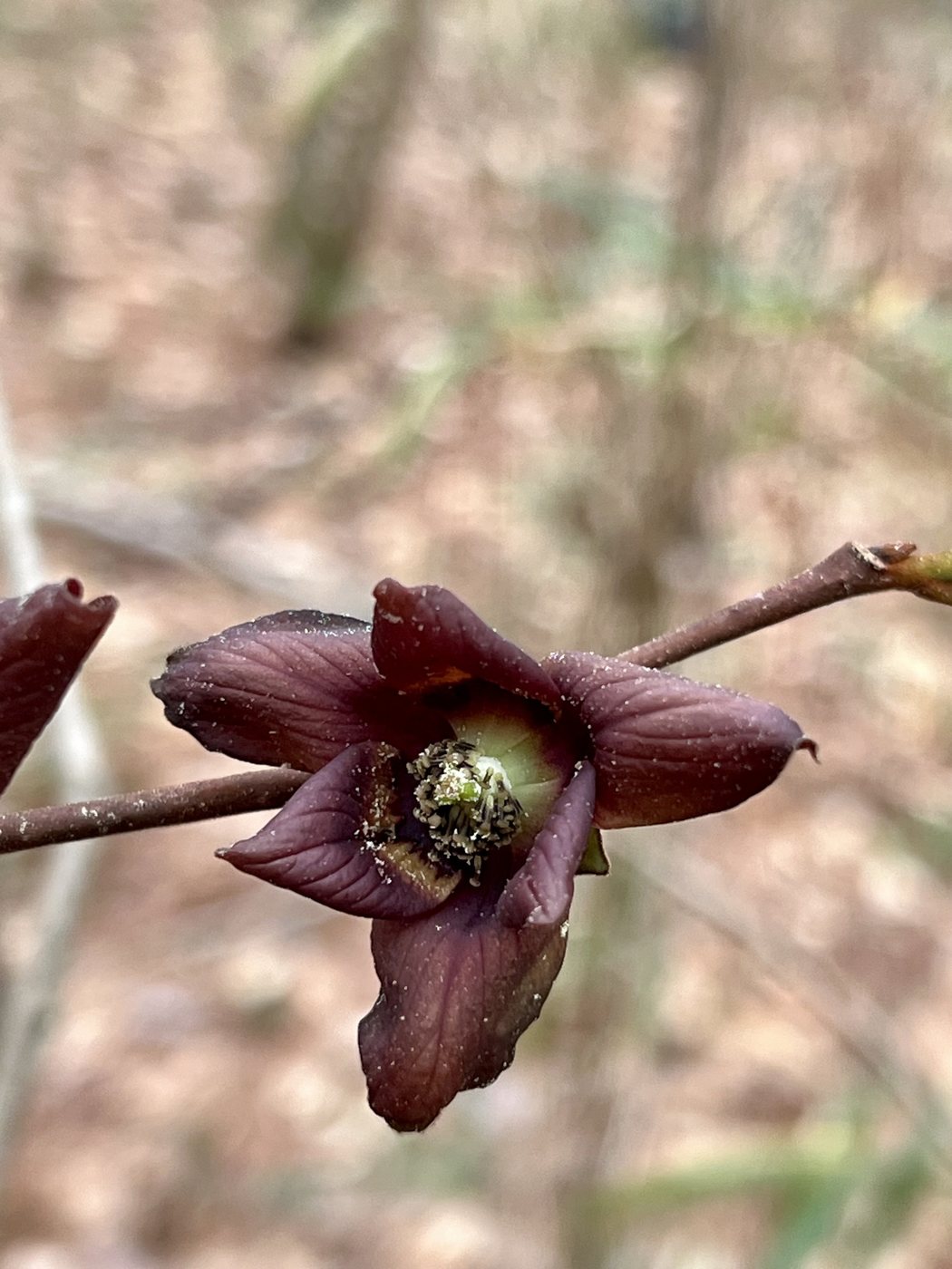Pawpaw, Asimina triloba, Texas, US, 2024-03-09
