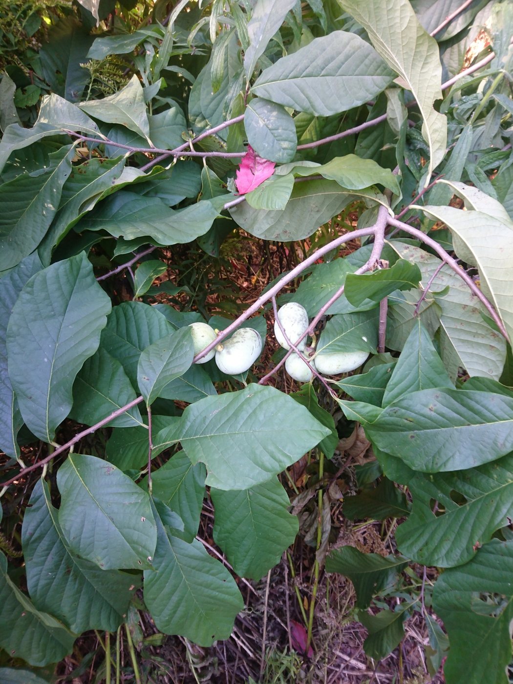 Pawpaw, Asimina triloba, Ontario, CA, 2019-10-15