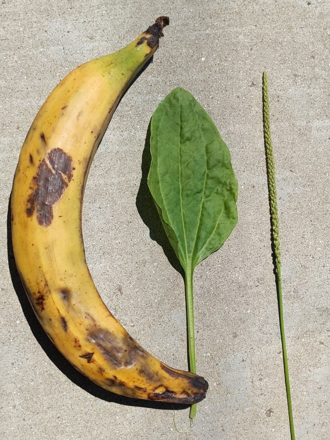 Plantain, Plantago major, Corona, CA, US, 2022-06-12