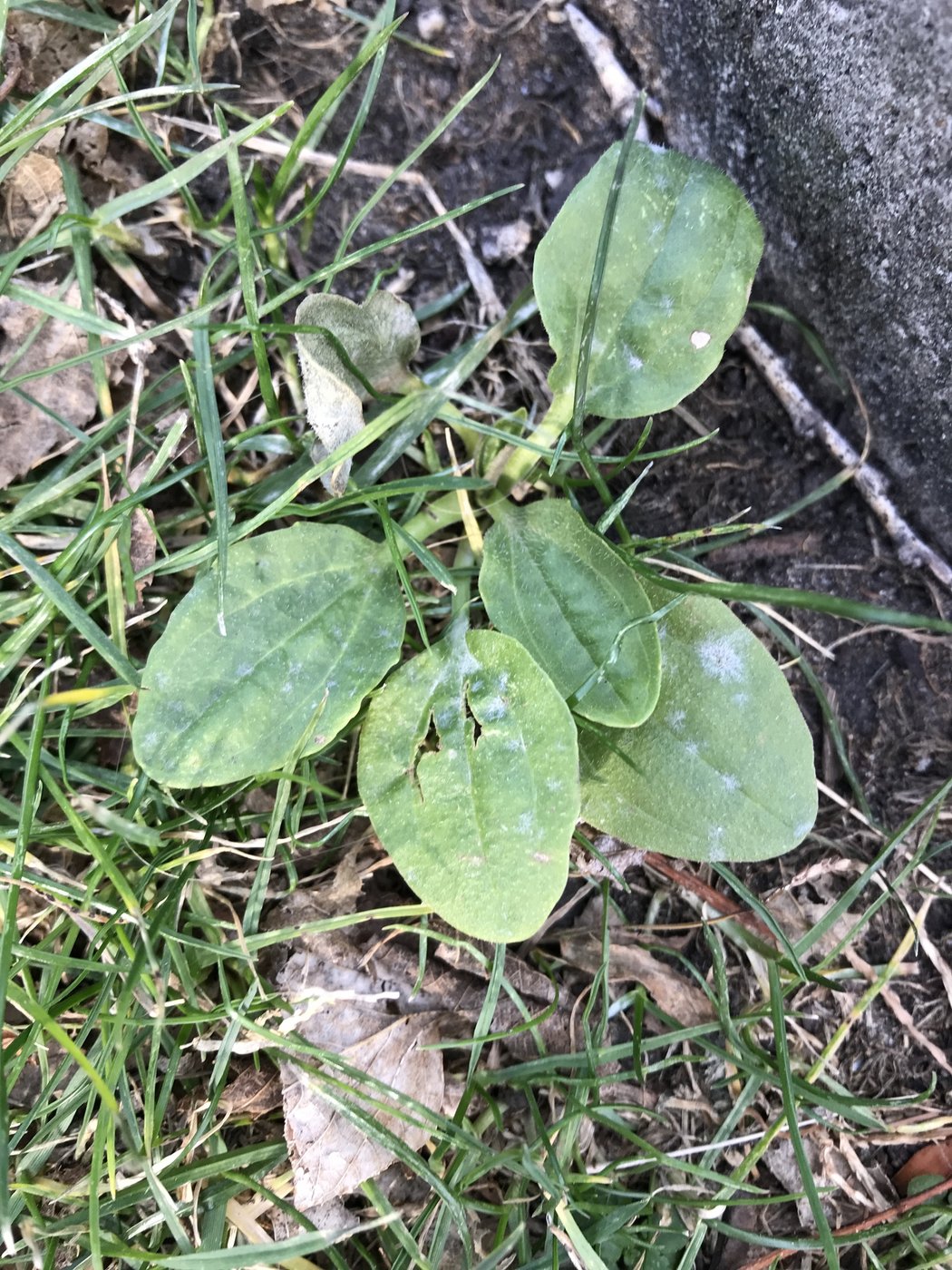 Plantain, Plantago major, Chicago, IL, US, 2020-12-23