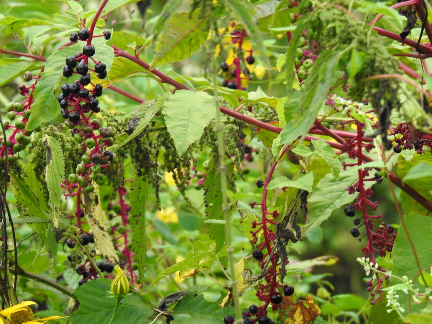 Pokeweed, Phytolacca americana, Allegheny, Pennsylvania, US, 2022-09-07