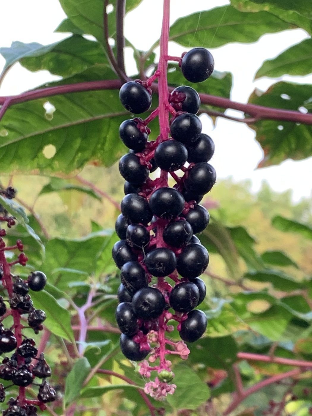Pokeweed, Phytolacca americana, Teaneck, NJ, US, 2019-10-08