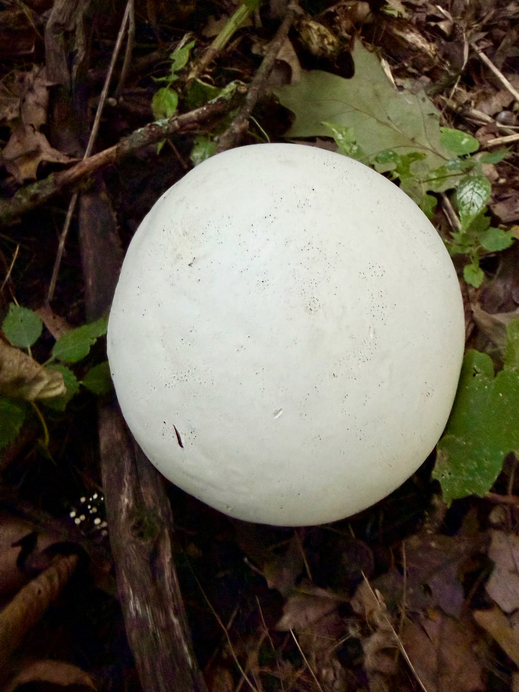 Giant puffball, Calvatia gigantea, Ripon, WI, US, 2026-09-16