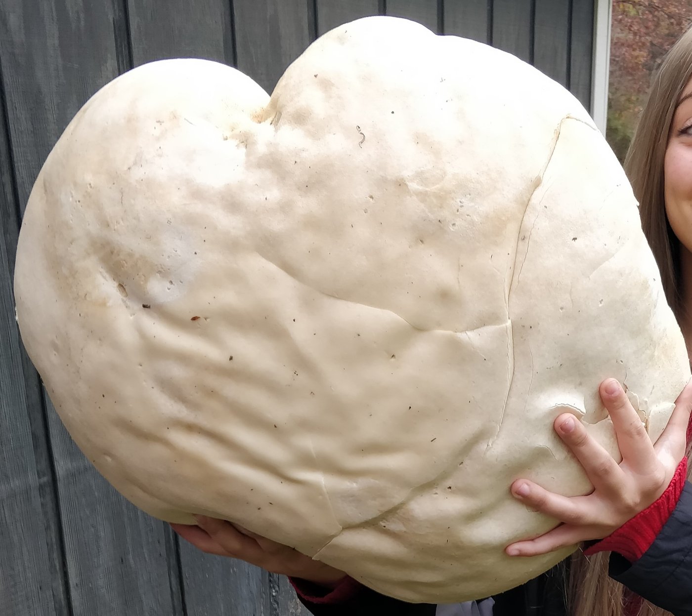Giant puffball, Calvatia gigantea, Lawrence County, OH, US, 2019-11-05