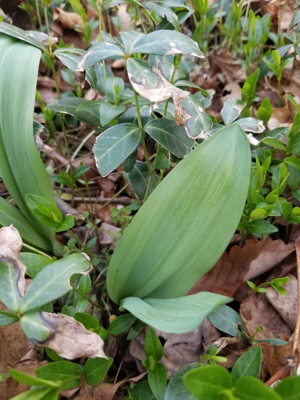 Ramps, Allium tricoccum, Pennsylvania, US, 2019-04-10