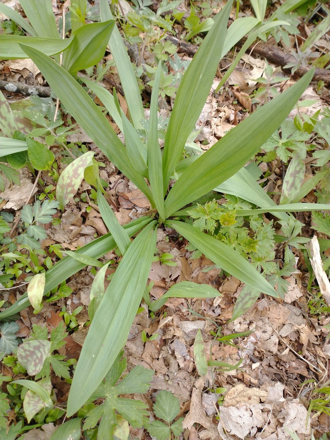 Ramps, Allium tricoccum, US, 2020-04-27