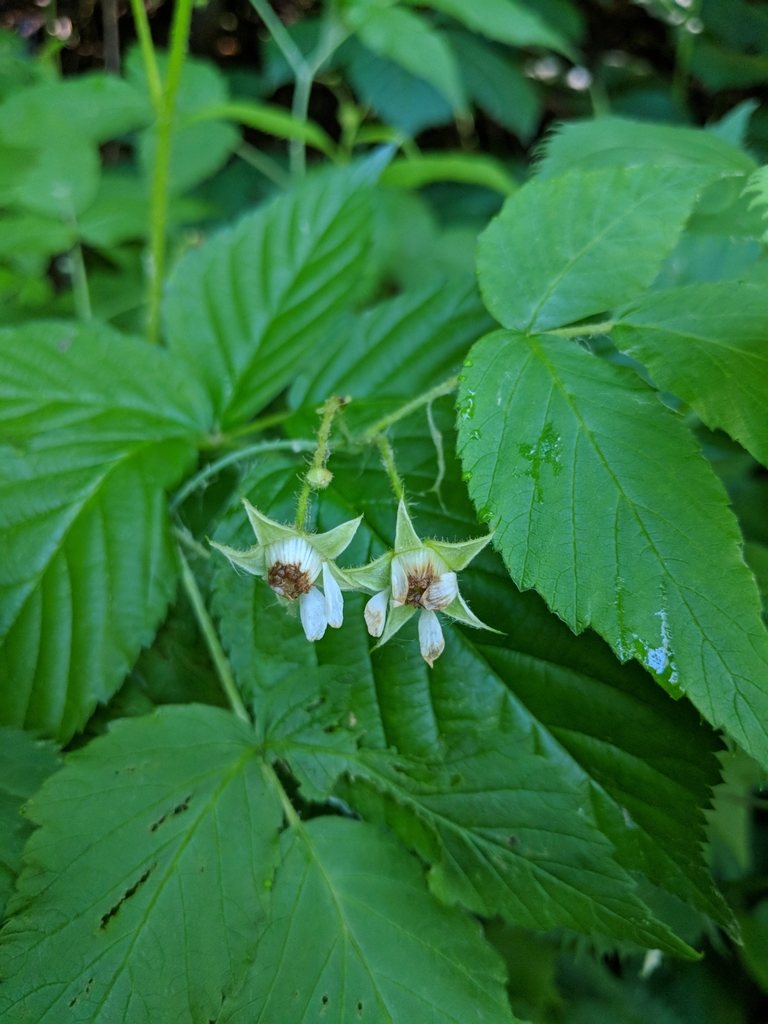 Raspberry, Rubus idaeus subsp. strigosus, Sainte-Thérèse, Quebec, Canada, 2018-06-15