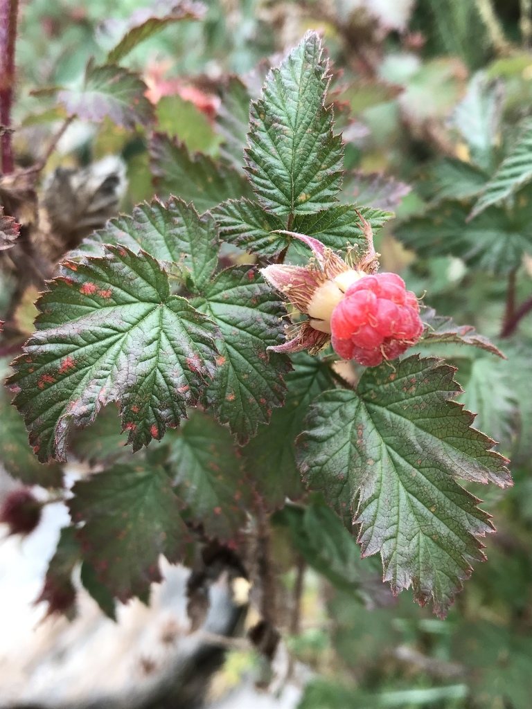 Raspberry, Rubus idaeus subsp. strigosus, Wasatch County, Utah, US, 2018-08-15